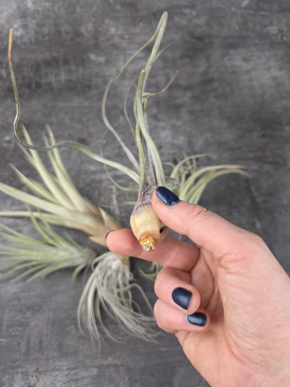 Tillandsia zelená kompaktní